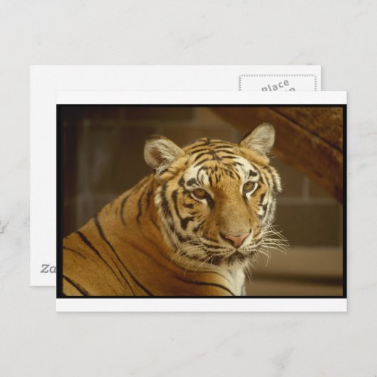 虎の絵 ポストカード (正面/裏面)