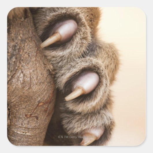 虎の足 スクエアシール (正面)