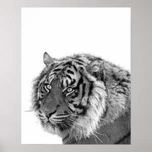 虎の野生のジャングル動物の写真の白黒 ポスター