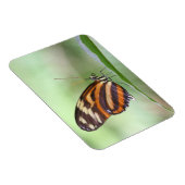 虎の長い翼 マグネット (右側)