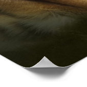 虎は劇的な空の下を見て座っている ポスター (角)