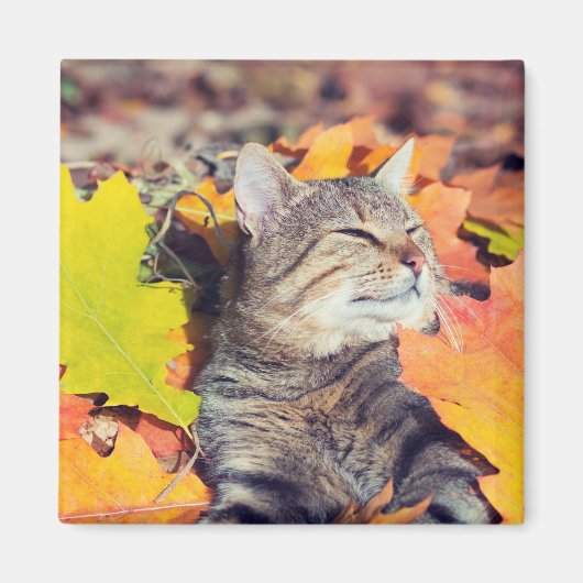 虎猫が葉の中でバキング マグネット (正面)