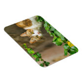 虎猫と白い猫とツタ マグネット (右側)