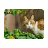 虎猫と白い猫とツタ マグネット (横)