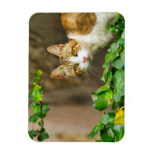 虎猫と白い猫とツタ マグネット (縦)