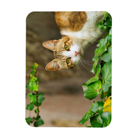 虎猫と白い猫とツタ マグネット (縦)