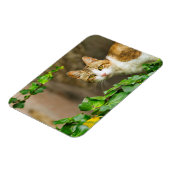 虎猫と白い猫とツタ マグネット (左側)