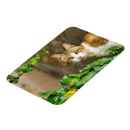 虎猫と白い猫とツタ マグネット (左側)