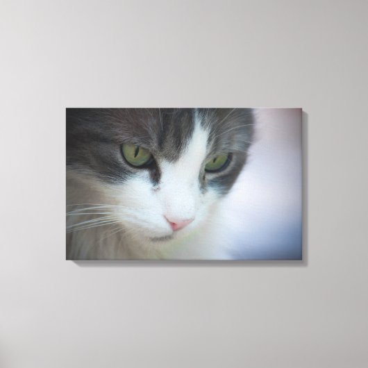 虎猫と白の美しい猫が下を見ている キャンバスプリント (正面)