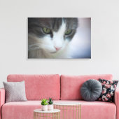 虎猫と白の美しい猫が下を見ている キャンバスプリント (インサイチュ (リビング))