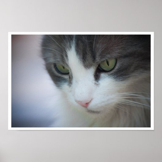 虎猫と白猫クローズアップ ポスター (正面)