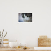 虎猫と白猫クローズアップ ポスター (キッチン)