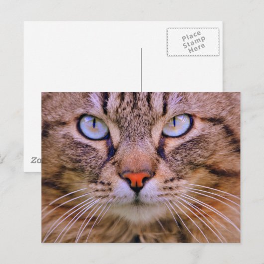 虎猫の写真猫 ポストカード (正面/裏面)