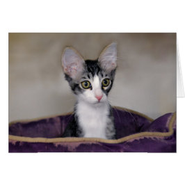 虎猫の子猫を紫色のベッドに