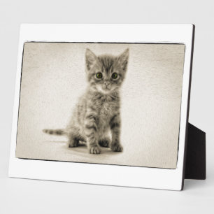 虎猫の子猫 フォトプラーク