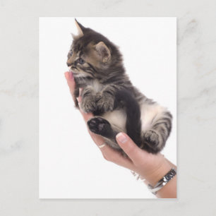 虎猫の子猫 ポストカード