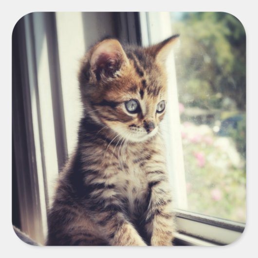 虎猫キットンウォッチング スクエアシール (正面)