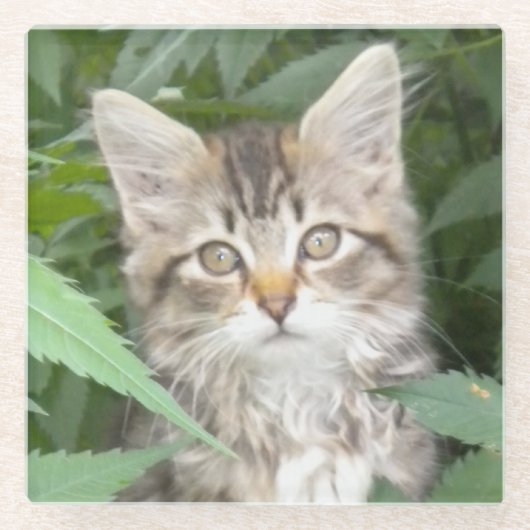 虎猫キットンサンドストーンコースター ガラスコースター (正面)