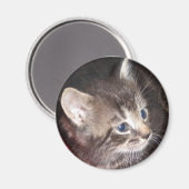 虎猫キットン磁石 マグネット (正面/裏面)