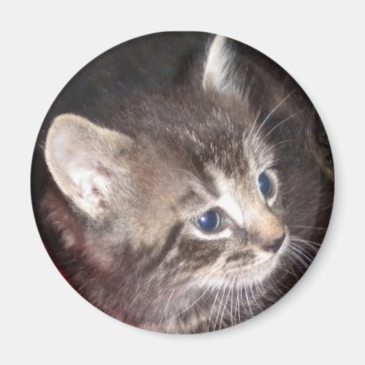 虎猫キットン磁石 マグネット (正面)