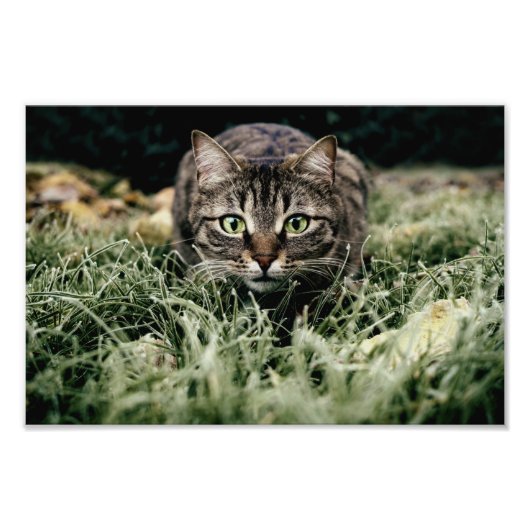 虎猫ザドメスティックキャット フォトプリント            (正面)