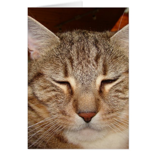 虎猫タイガー猫 (正面)