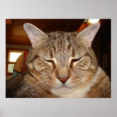 虎猫タイガー猫 ポスター (正面)