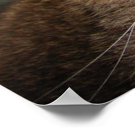 虎猫タイガー猫 ポスター (角)