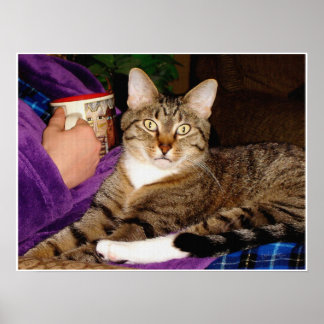 虎猫ブレイクポスター ポスター