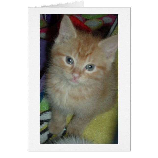 虎猫ラブ (正面)