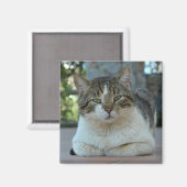 虎猫及び白猫マグネット マグネット (正面/裏面)
