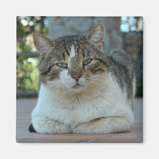 虎猫及び白猫マグネット マグネット (正面)