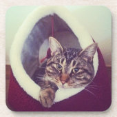 虎猫子猫のハットクローズアップ写真 コースター (正面)