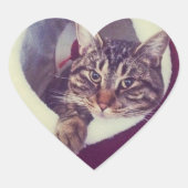 虎猫子猫のハットクローズアップ写真 ハートシール (正面)