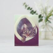 虎猫子猫のハットクローズアップ写真 ポストカード (スタンド正面)