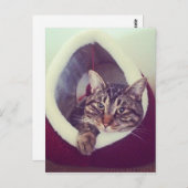虎猫子猫のハットクローズアップ写真 ポストカード (正面/裏面)