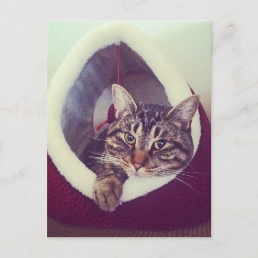 虎猫子猫のハットクローズアップ写真 ポストカード (正面)