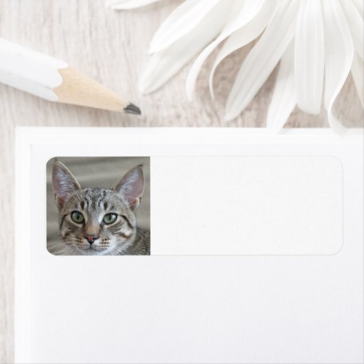 虎猫子 ラベル (インサイチュ)