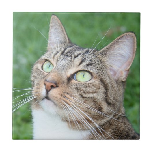 虎猫猫の顔のタイル タイル (正面)
