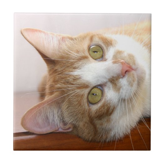 虎猫猫の顔のタイル タイル (正面)