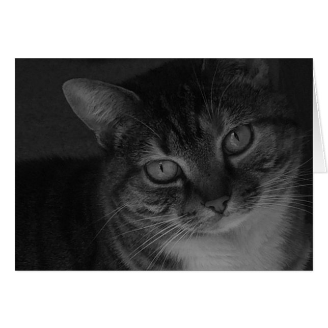 虎猫猫 (正面横)