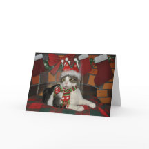 虎猫白黒猫のクリスマスカード