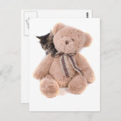 虎猫遊はテディベアで子猫 ポストカード (正面/裏面)