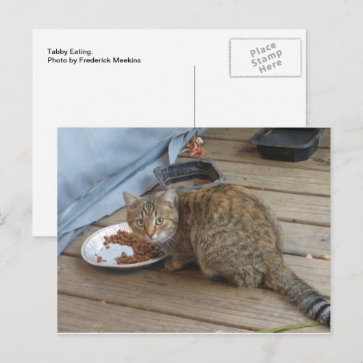 虎猫食べの ポストカード (正面/裏面)