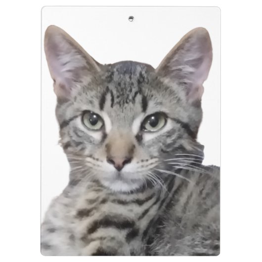 虎猫 クリップボード (裏面)