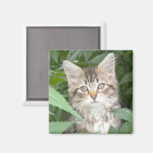 虎猫 マグネット (正面/裏面)