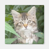 虎猫 マグネット (正面)