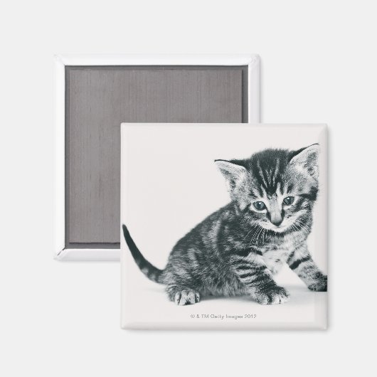 虎猫 マグネット (正面/裏面)