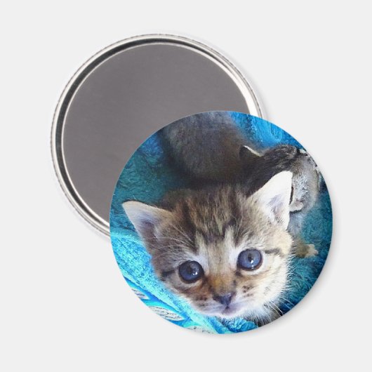 虎猫 マグネット (正面/裏面)