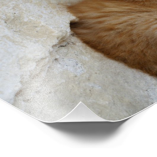 虎猫Tomcat Kitten フォトプリント (角)